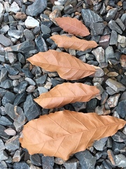 Quercus furfuracea