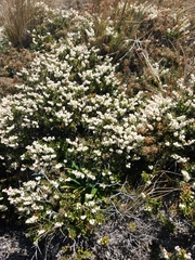 Gaultheria colensoi