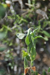Dismorphiinae