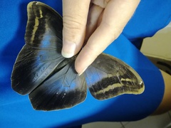 Eryphanis automedon