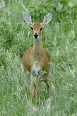 Raphicerus campestris neumanni