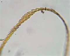 Bacillaria paxillifera