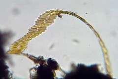 Bacillaria paxillifera