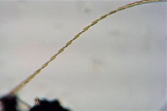 Bacillaria paxillifera