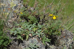 Potentilla nervosa