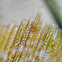 Bacillaria paxillifera