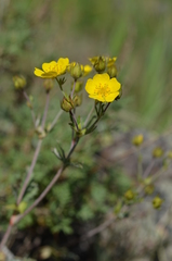 Potentilla nervosa