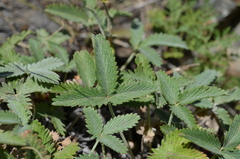 Potentilla nervosa