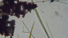 Bacillaria paxillifera