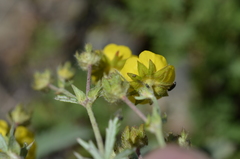 Potentilla nervosa