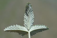 Potentilla nervosa