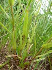 Penstemon gracilis gracilis