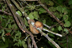 Cyclopes didactylus