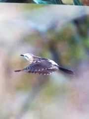 Turdoides gymnogenys