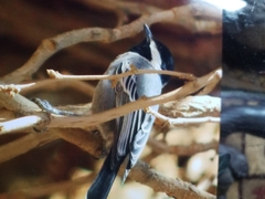 Melaniparus cinerascens