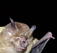 Rhinolophus clivosus