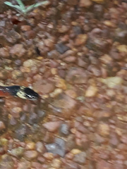 Drepanoides anomalus