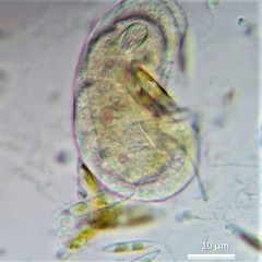 Chlamydonella