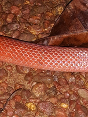 Drepanoides anomalus