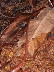 Drepanoides anomalus