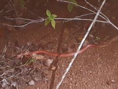 Drepanoides anomalus