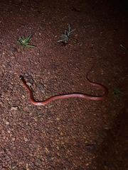 Drepanoides anomalus