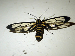 Ceryx hageni