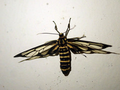 Ceryx hageni