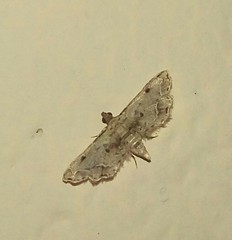 Sufetula