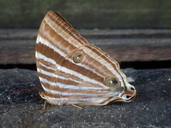 Amathusia