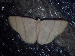Apostegania rectilineata