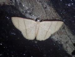 Apostegania rectilineata