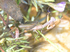 Galepsus