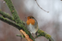 Erithacus rubecula