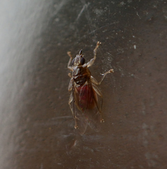 Pseudolynchia canariensis