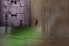 Pseudolynchia canariensis