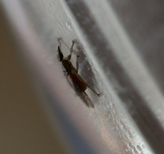 Pseudolynchia canariensis