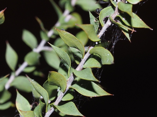 Melaleuca styphelioides