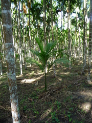 Areca catechu