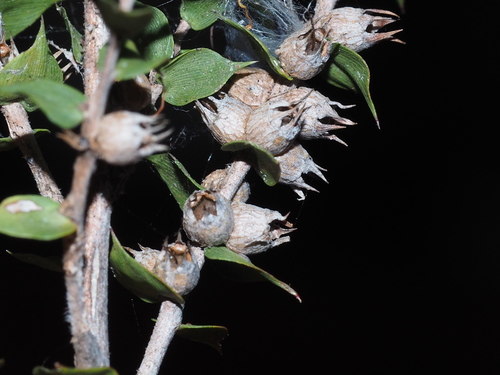 Melaleuca styphelioides