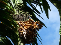 Areca catechu