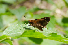 Cymaenes odilia