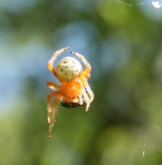 Araneus marmoreus