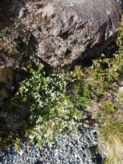 Veronica hookeriana