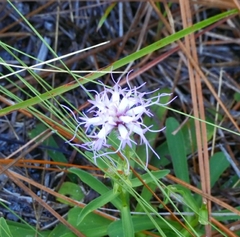 Liatris squarrulosa