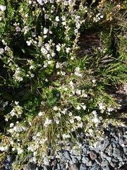 Veronica hookeriana