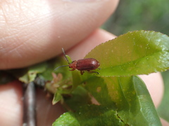 Tricholochmaea cavicollis