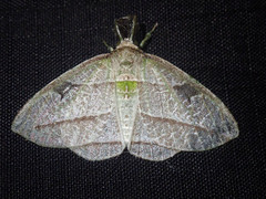 Arctornis heteroides