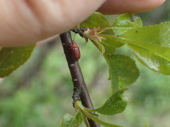 Tricholochmaea cavicollis