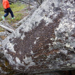 Umbilicaria hyperborea